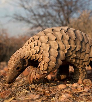 pangolin-cites-03