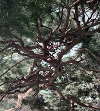 Shi Guowei_Pine_2016