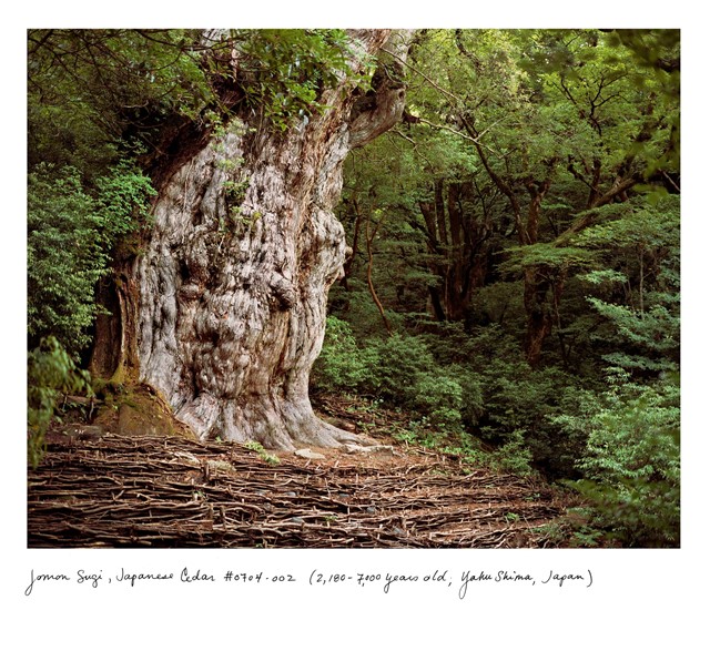 Rachel Sussman_Jomon Sugi, Japanese Cedar #0704-00