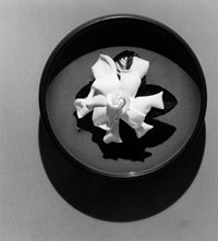 2_Robert Mapplethorpe_Gardenia, 1978_Courtesy of G